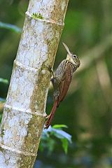 Ivory-billed Woodcreeper